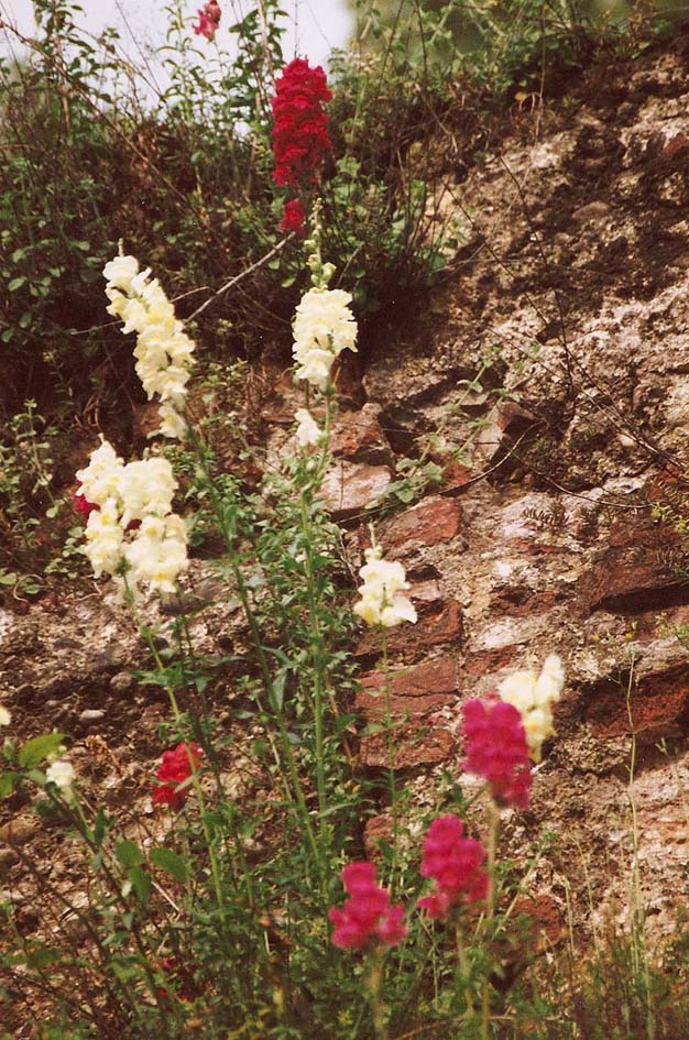 I muschi riconquistano le Mura Spagnole